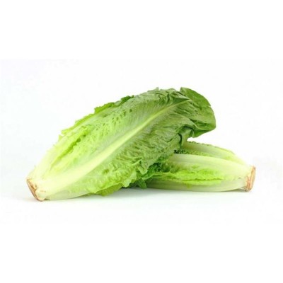 TG Lechuga Larga Bolsa